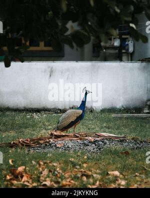 Ein Pfau ist einer der schönsten Waldvögel im Hinterhof auf Gras Stockfoto