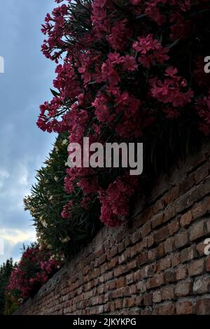 Oleander in Blüte auf einer Ziegelwand Stockfoto