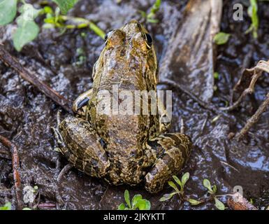 Nahaufnahme eines Frosches von hinten im Schlamm in der Natur Stockfoto