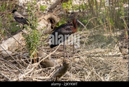 Afrikanischer Opener (Anastomus lamelligerus) Vogel in freier Wildbahn Stockfoto