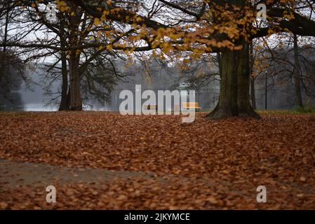 Ein wunderschöner Herbstwald mit gefallenen orangefarbenen Blättern Stockfoto