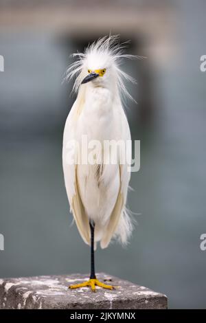 Eine Selektion eines verschneiten Reiher (Egretta thula) auf einem Stein Stockfoto