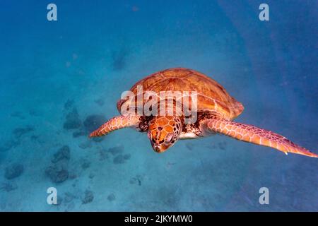 Grüne Meeresschildkröte in flachen Gewässern in der Nähe von Bridgetown Barbados Stockfoto