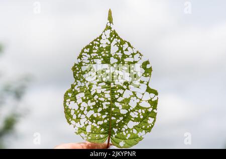 Isoliertes Bild eines Actinidienblattes mit Löchern, die von Raupen gefressen werden. Hochwertige Fotos Stockfoto