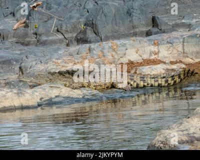 Ein Krokodil, das auf den Felsen in der Nähe des Teiches im Serengeti-Nationalpark in Tansania ruht Stockfoto