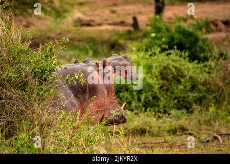 Ein Nilpferd mit weit geöffnetem Mund im Serengeti-Nationalpark, Tansania Stockfoto