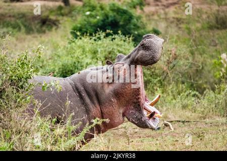 Ein Nilpferd mit weit geöffnetem Mund im Serengeti-Nationalpark, Tansania Stockfoto