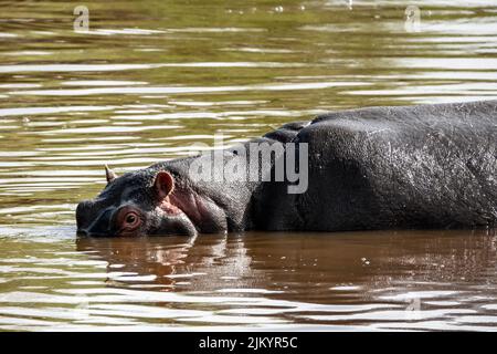 Ein großer Nilpferd im Teich bei einer Safari im Serengeti Nationalpark, Tansania Stockfoto