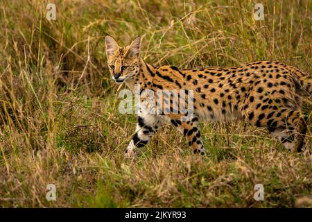 Eine Serval Walking in der Safari im Serengeti Nationalpark, Tansania Stockfoto