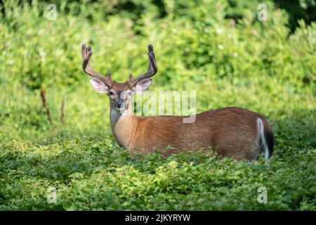 Großer Weißschwanzhirsch ( Odocoileus virginianus) mit Geweih, der auf der Wiese grast Stockfoto