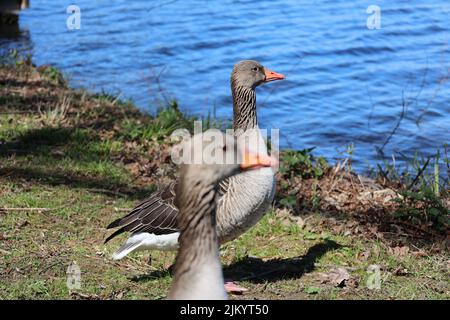 Eine Nahaufnahme von Toulouse Gänsen an einem Ufer des Sees Stockfoto