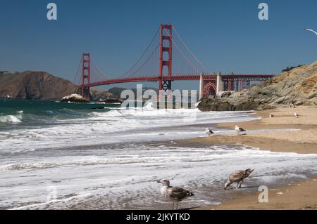 Eine wunderschöne Aufnahme der berühmten San Francisco Golden Gate Bridge in Kalifornien vom Strand aus mit Möwen Stockfoto