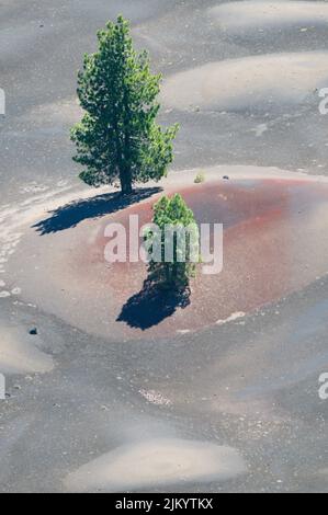 Eine wunderschöne Aussicht auf Bäume, die auf einem farbenfrohen Bergfeld im Lassen Volcanic National Park, Kalifornien wachsen Stockfoto