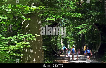 03. August 2022, Thüringen, Schönstedt: Besucher kommen vom Baumwipfelpfad im Nationalpark Hainich. Bisher haben in diesem Jahr mehr als 68.000 Menschen eine Tour auf dem Baumwipfelpfad unternommen. Der rund 500 Meter lange Weg führt auf bis zu 44 Metern Höhe entlang der Gipfel von Laubbäumen wie Buche, Esche und Ahorn. Der Baumwipfelpfad wurde 2005 eröffnet. Mit einer Fläche von 130 Quadratkilometern gilt der Hainich im Nordwesten Thüringens als das größte zusammenhängende Laubwaldgebiet Deutschlands. Foto: Martin Schutt/dpa Stockfoto