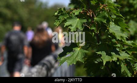 03. August 2022, Thüringen, Schönstedt: Der Baumwipfelpfad im Nationalpark Hainich. Bisher haben in diesem Jahr mehr als 68.000 Menschen eine Tour auf dem Baumwipfelpfad unternommen. Der rund 500 Meter lange Weg führt auf bis zu 44 Metern Höhe entlang der Gipfel von Laubbäumen wie Buche, Esche und Ahorn. Der Baumwipfelpfad wurde 2005 eröffnet. Mit einer Fläche von 130 Quadratkilometern gilt der Hainich im Nordwesten Thüringens als das größte zusammenhängende Laubwaldgebiet Deutschlands. Foto: Martin Schutt/dpa Stockfoto