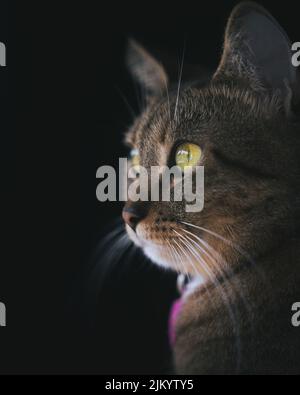 Ein schönes Porträt einer gestromten Katze auf schwarzem Hintergrund Stockfoto