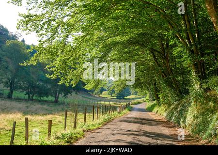 Überhängende Bäume, die sich über einen Pfad in der Landschaft wölben. Natürliche Land- und Waldflächen in der Nähe von Lyon, Frankreich. Grüne Bäume und Vegetation Stockfoto