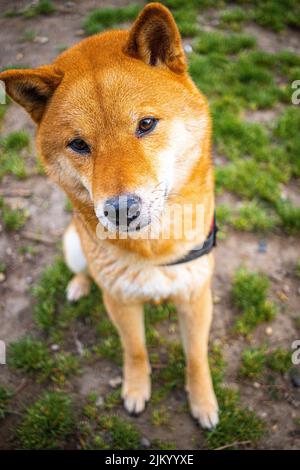 Ein süßer Shiba Inu Hund, der draußen auf dem Boden sitzt und eine Kamera anschaut Stockfoto