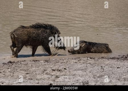 Indien, Wildschweine, die im Schlamm baden, mit einem Baby Stockfoto