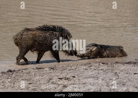 Indien, Wildschweine, die im Schlamm baden, mit einem Baby Stockfoto