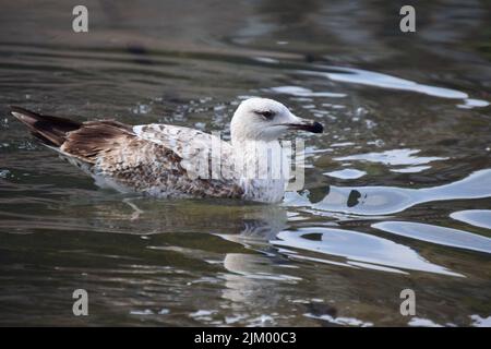 Eine Nahaufnahme einer Heringsmöwe (Larus argentatus) mit weiß-braunem Gefieder, das in einem Park-Teich baden kann Stockfoto