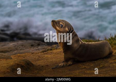 EIN EINGEBORENES BABY-SIEGEL PUP AUF DEN KLIPPEN IN DER NÄHE VON LA JOLLA CALIFORNIA MIT EINEM VERSCHWOMMENEN HINTERGRUND Stockfoto