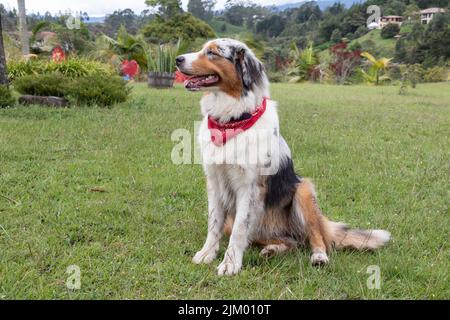 Ein süßer australischer Schäferhund sitzt auf dem Gras Stockfoto