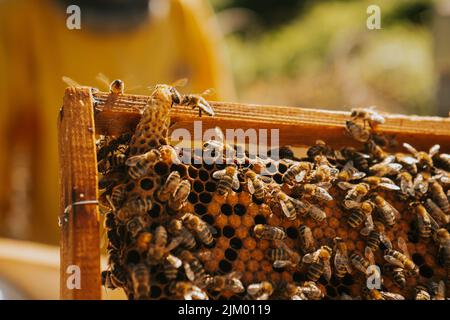 Eine Nahaufnahme von arbeitenden Bienen an Honigzellen Stockfoto