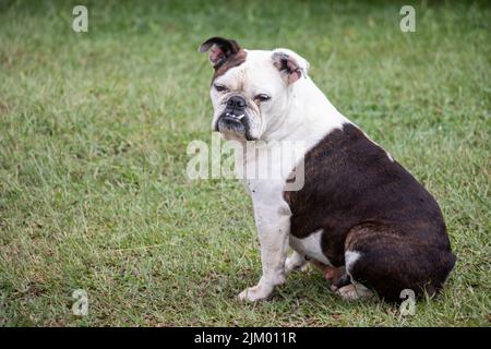 Eine Nahaufnahme einer niedlichen schwarzen und weißen französischen Bulldogge im Freien Stockfoto