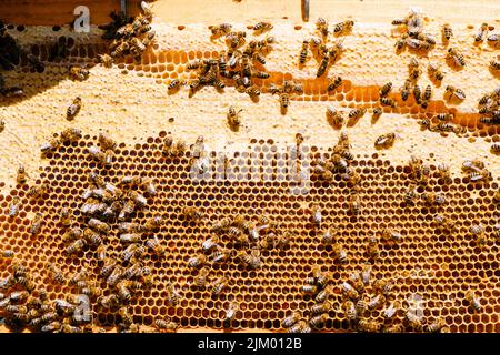 Eine Nahaufnahme von arbeitenden Bienen an Honigzellen Stockfoto