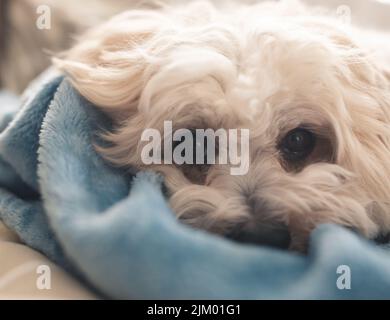 Ein schönes Porträt von niedlichen maltesischen Pudel Hund Stockfoto