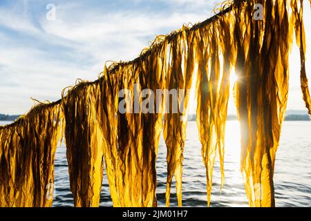 Frische Alaria-Algen werden aus dem Pazifik geerntet und tropfen im hellen Sonnenuntergang vor dem blauen Himmel Stockfoto