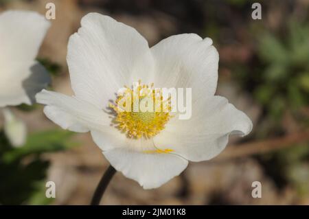 Nahaufnahme der Blüte einer großen Anemone, ein Vorbote des Frühlings. Heute selten, daher in einem botanischen Garten in Frankfurt, Deutschland. Stockfoto