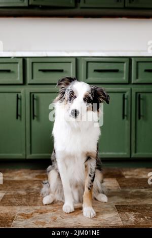 Eine vertikale Aufnahme eines entzückenden Border Collie auf einem Marmorboden vor grünen Küchenschränken Stockfoto