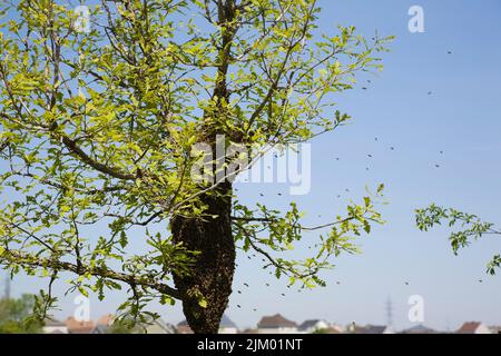 Ein Schwarm Honigbienen sammelte sich im Frühjahr auf Baumstämmen in der Nähe des Wohnviertels. Stockfoto