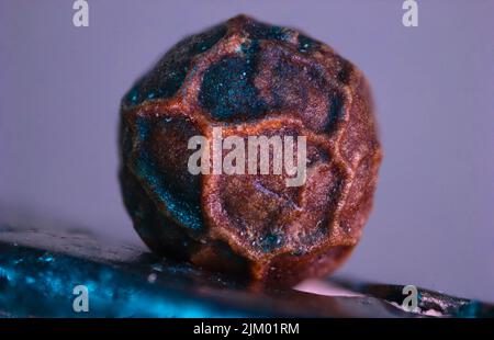 Eine Makrofokussierung eines schwarzen Pfefferkörns auf einem unscharfen grauen Hintergrund in hellem Licht Stockfoto