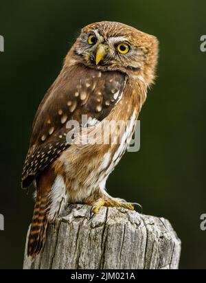 Eine selektive Fokusaufnahme einer kleinen braunen Eule, die auf einem Stück Holz thront Stockfoto