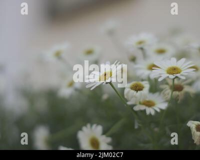 Eine Nahaufnahme von wunderschönen weißen Gänseblümchen in einem Garten Stockfoto