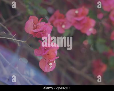 Ein flacher Fokus von rosa Bougainvillea Blumen, die im Garten unter dem Sonnenlicht wachsen Stockfoto