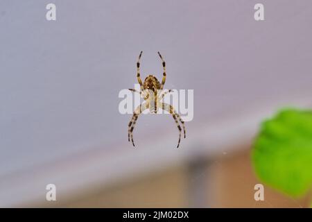 Nahaufnahme einer europäischen Gartenspinne im Netz Stockfoto