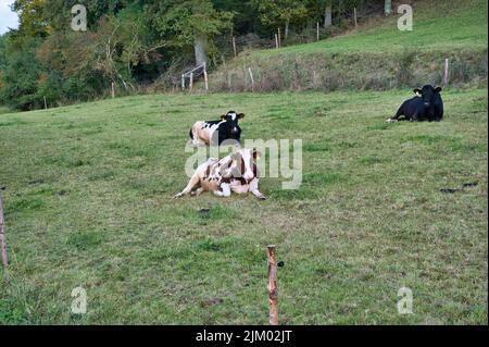 Die Kühe liegen und ruhen im Frühjahr auf einem grünen Wiesenfeld auf dem Hof Stockfoto