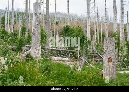 Zwischen toten Fichten am Brocken bei Ilsenburg im Nationalpark Harz entsteht ein neuer Naturwald Stockfoto