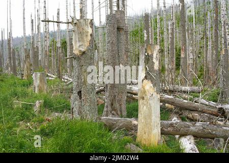 Toter Wald mit Fichten im Nationalpark Harz bei Ilsenburg in Deutschland Stockfoto