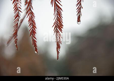 Eine malerische Aussicht auf Wassertropfen, die auf einem verschwommenen Hintergrund an Baumblättern hängen Stockfoto