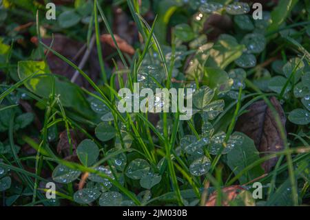 Eine malerische Aussicht auf grüne Pflanzenblätter, die von Wassertropfen bedeckt sind, in einem Garten Stockfoto