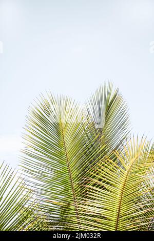 Eine vertikale Nahaufnahme von Palmblättern am blauen Himmel Stockfoto