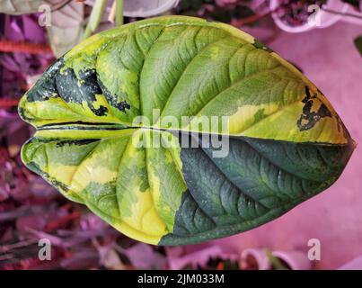 Atemberaubende gelbe und grüne marmorierte Blatt der Alocasia Dragon Skala bunte Pflanze Stockfoto