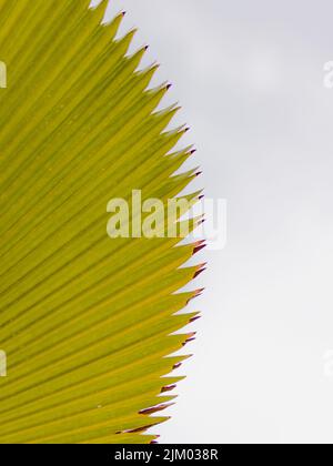 Eine Draufsicht auf eine verzierte grüne Blattstruktur auf weißem Hintergrund mit Kopierfläche Stockfoto