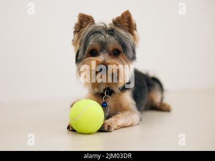 Ist es noch Spielzeit. Ein Yorkshire Terrier, der mit einem Ball spielt. Stockfoto