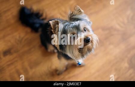 Ist das eine niedliche Überlastung oder was. Ein entzückender Hund sitzt auf einem Holzboden zu Hause. Stockfoto
